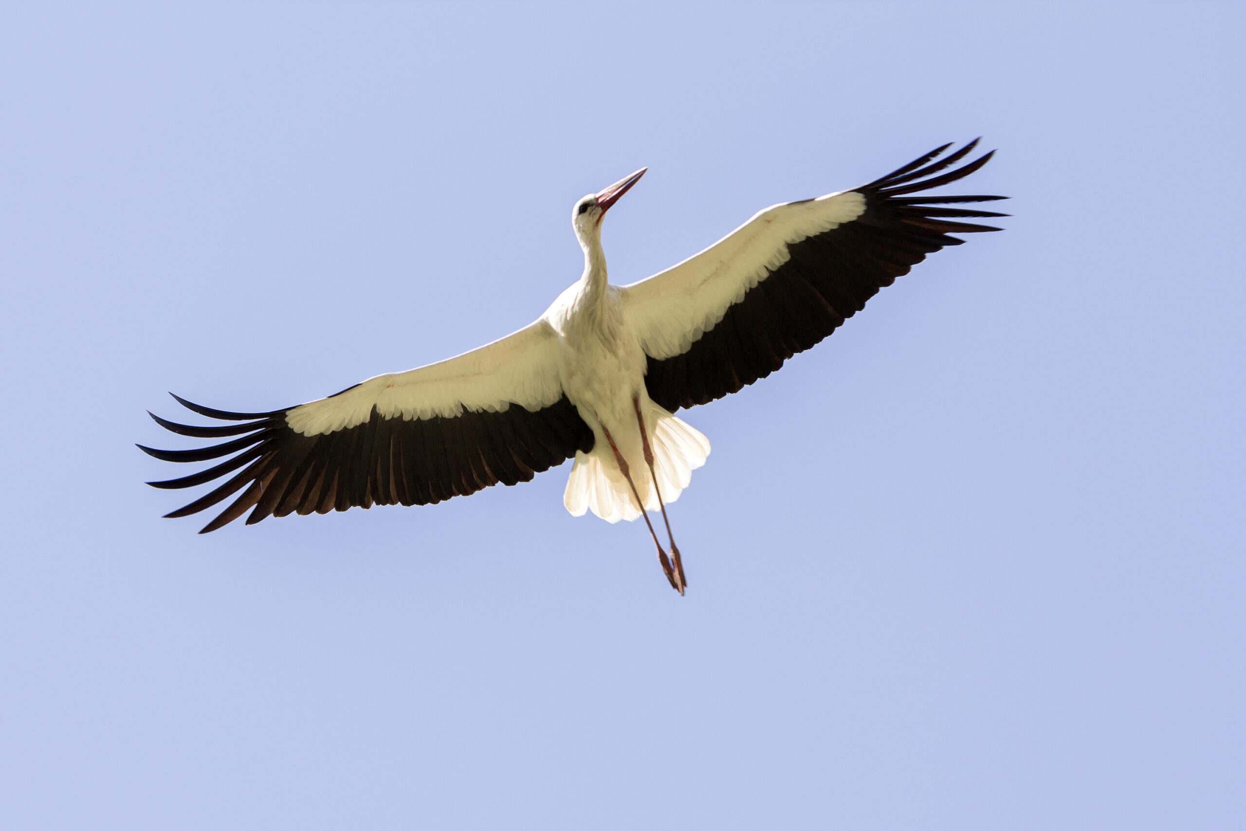 Familien-Messe-Storch-im-Anflug